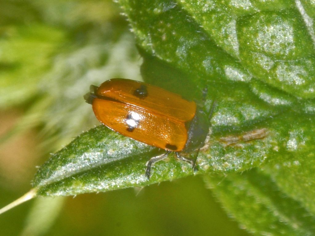 Chrysomelidae: Clytra cfr. quadripunctata
